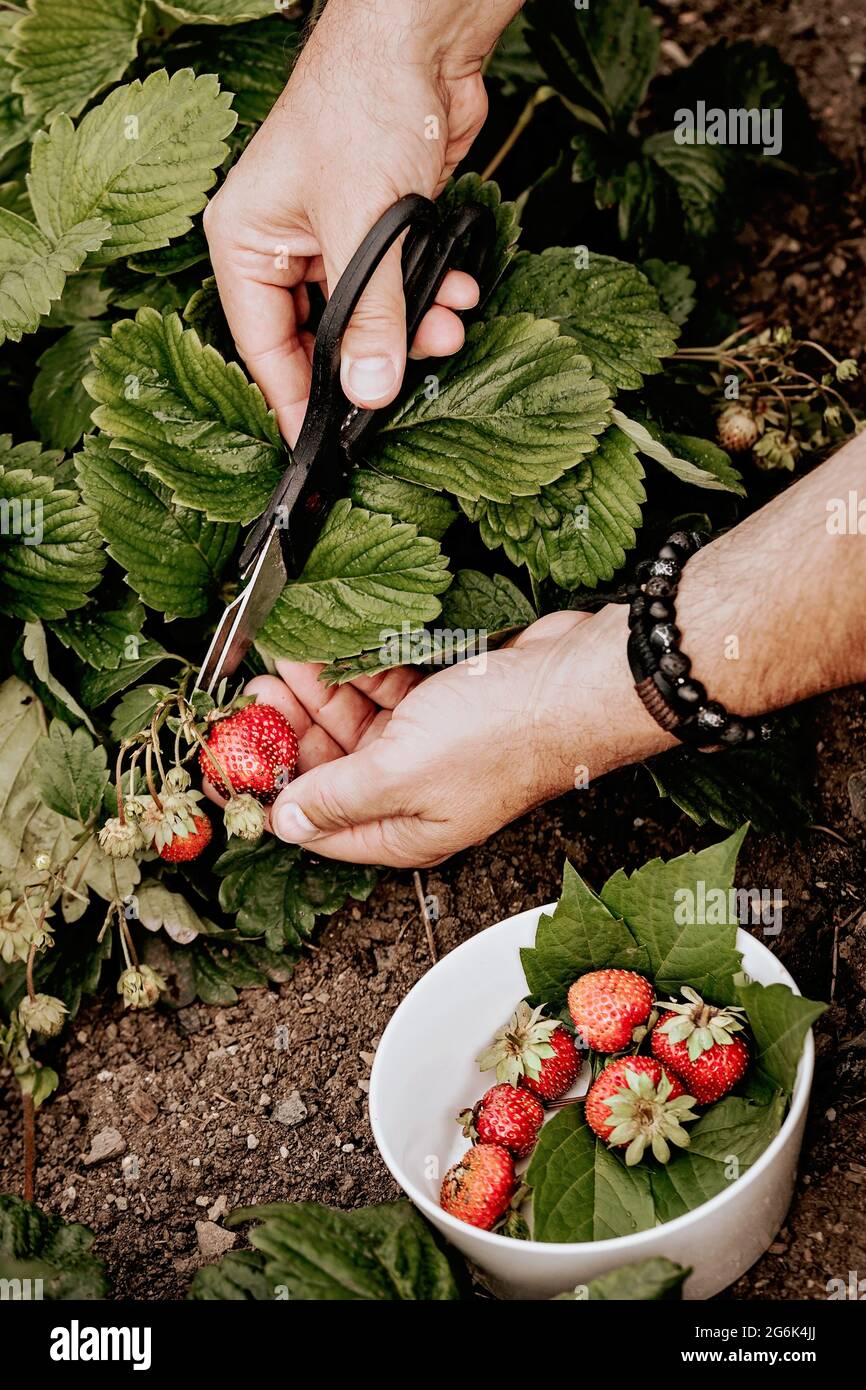 Die männlichen Hände der Bauern pflücken frische rote Erdbeeren im Garten. Menschliche Hände im Rahmen. Ernte saisonaler Beeren. Bio fettfrei, kalorienarm pro Stockfoto