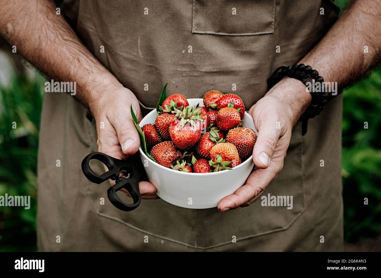 Männliche Hände halten eine weiße Schüssel mit frischen, saftigen Erdbeeren. Der Bauer erntet Erdbeeren. Ernte frischer, saisonaler Bio-Beerenobst. Hu Stockfoto