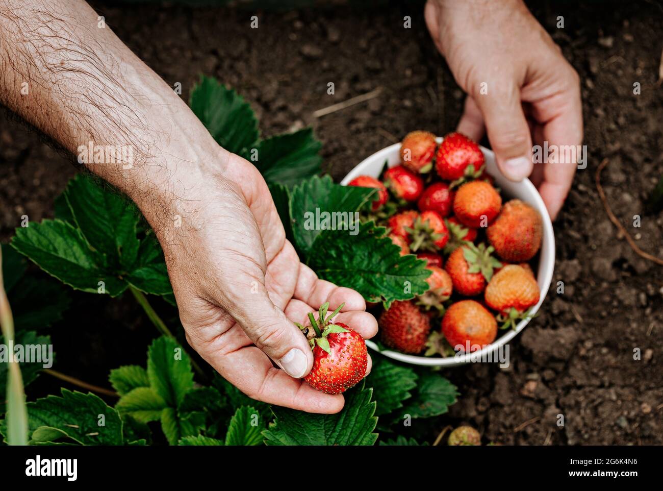 Die männlichen Hände der Bauern pflücken frische rote Erdbeeren im Garten. Menschliche Hände im Rahmen. Selektiver Fokus. Ernte saisonaler Beeren. Frei von organischem Fett Stockfoto