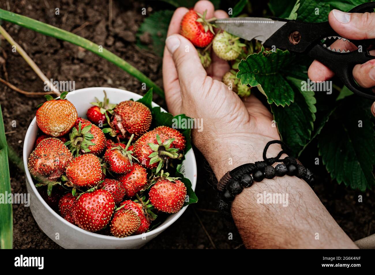 Die männlichen Hände der Bauern pflücken frische rote Erdbeeren im Garten. Menschliche Hände im Rahmen. Ernte saisonaler Beeren. Bio fettfrei, kalorienarm pro Stockfoto
