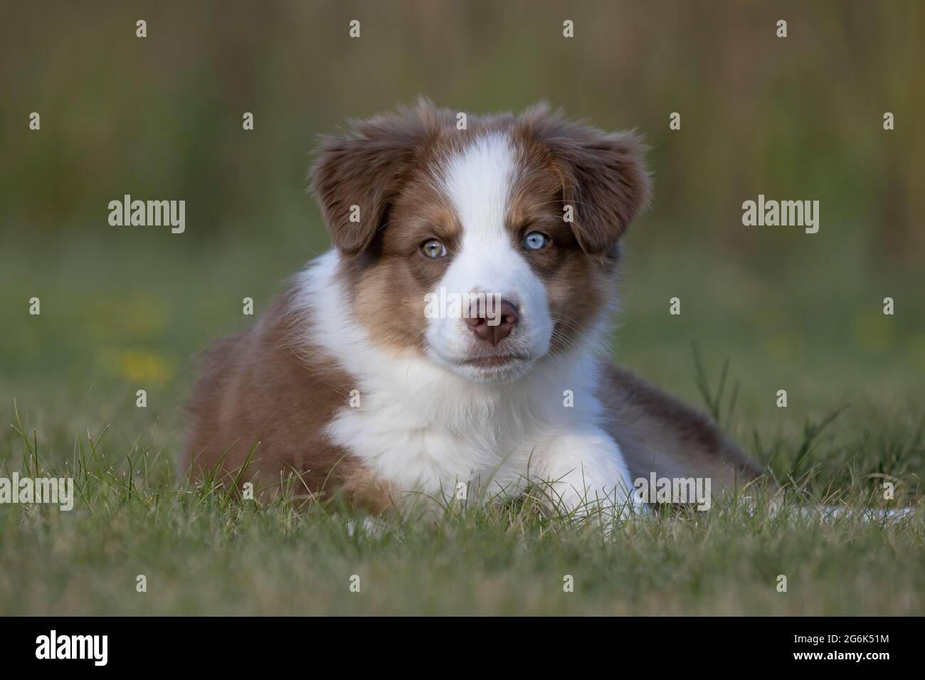 Australian Shepherd Welpen Stockfoto