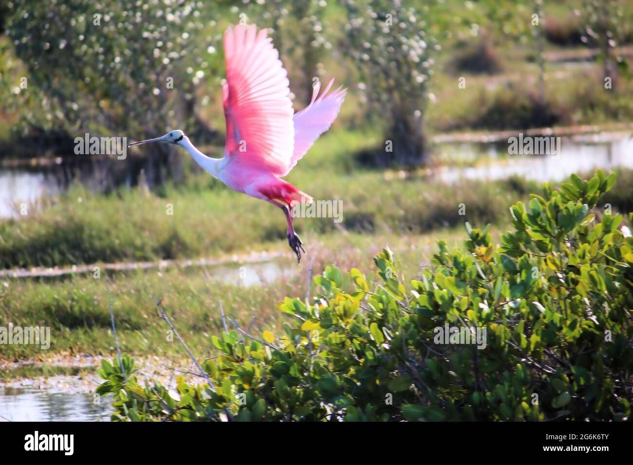 Ein rosa Löffel mit Flügeln, die aus dem feuchten Land Sumpf Wasser in Flordia abheben Stockfoto