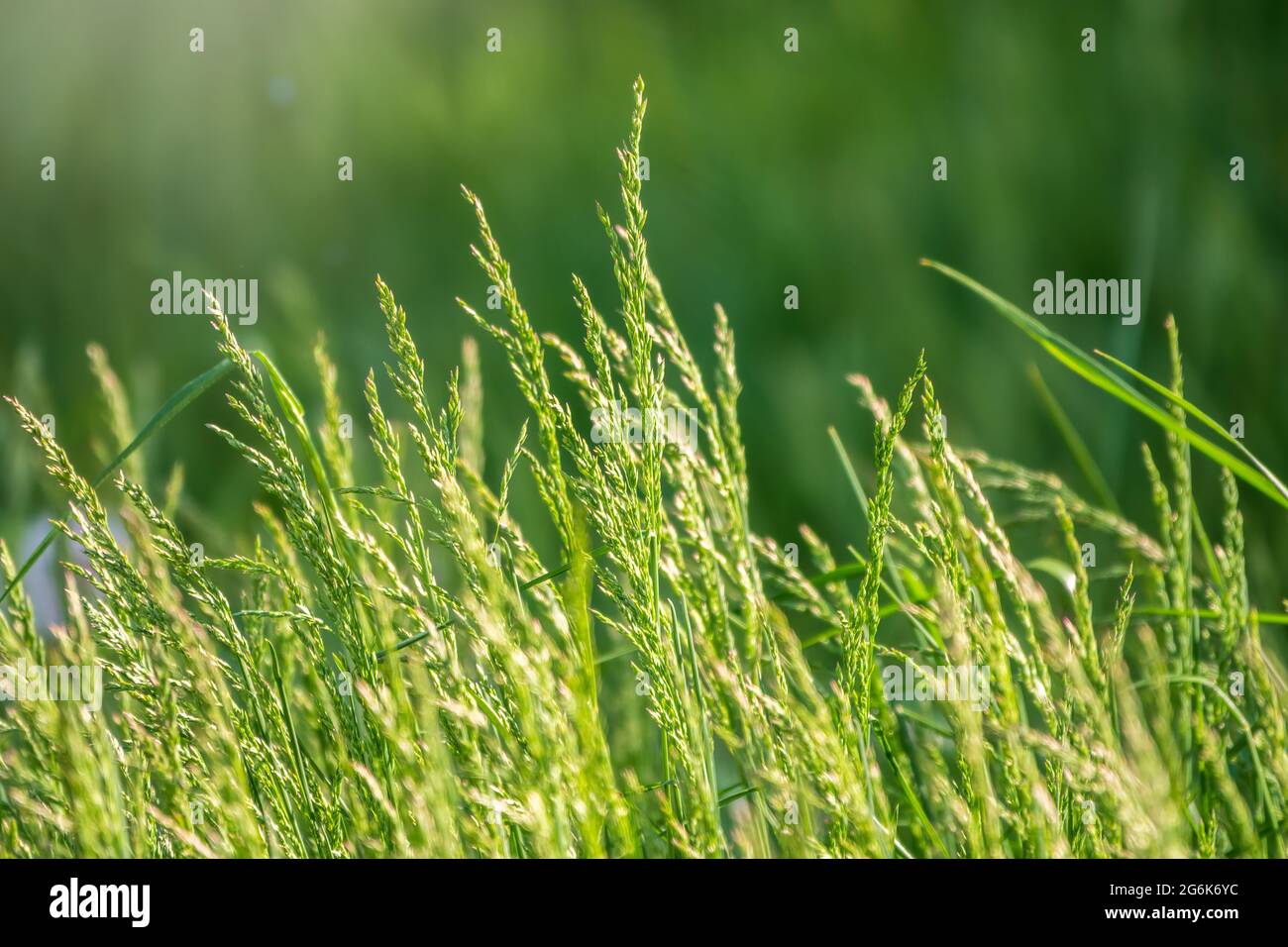 Blick auf Gras Garten Konzept für die Herstellung von grünen Bodenbelag verwendet, Rasen für das Training Fußballplatz, Grass Golfplätze grünen Rasen Muster texturierten backgrou Stockfoto