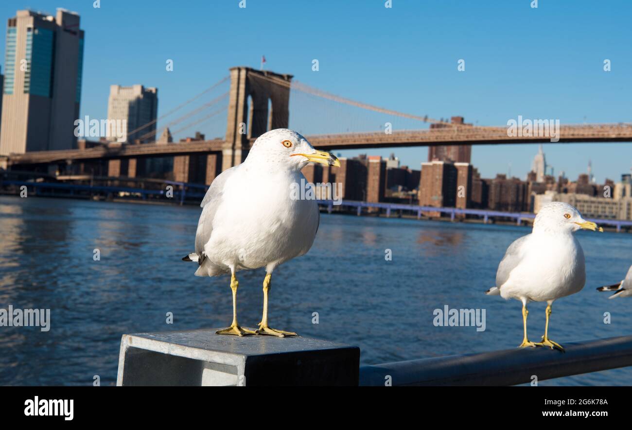 Möwen in Manhattan in New York City Stockfoto