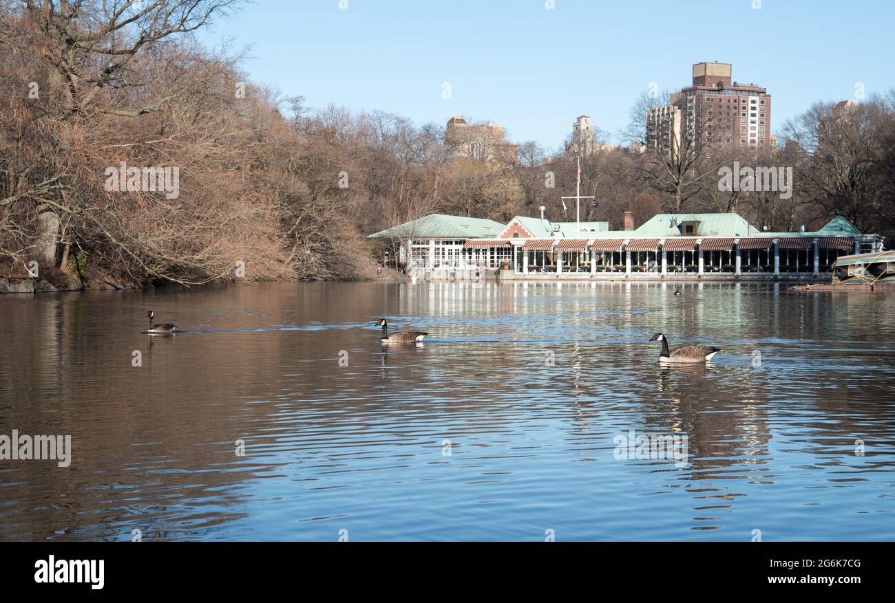 Gänse schwimmen im See am Bootshaus im Central Park Stockfotografie - Alamy