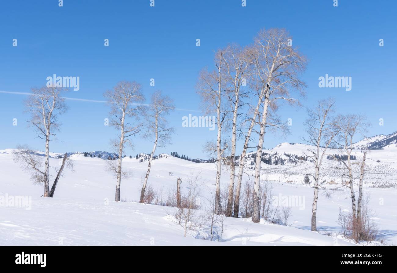Winteraufnahme eines Birkenhackens, der im lamar Valley des yellowstone Nationalparks wächst Stockfoto