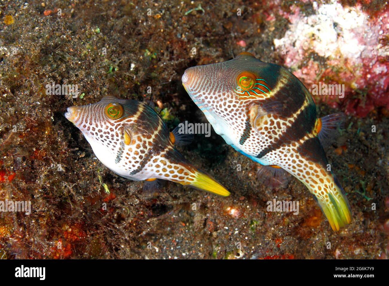Paarungspaar Schwarzgesattelte oder Valentines Pufferfish oder Toby, Canthigaster valentini. Kleineres Weibchen auf der linken Seite, das Substrat für die Eiablage vorbereitet. Stockfoto