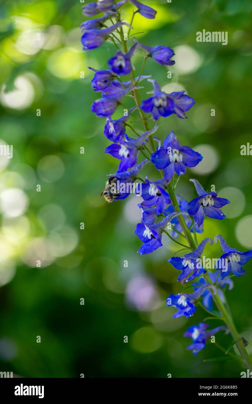 Schöne Delphiniumblume wächst auf dem Rasen Stockfoto