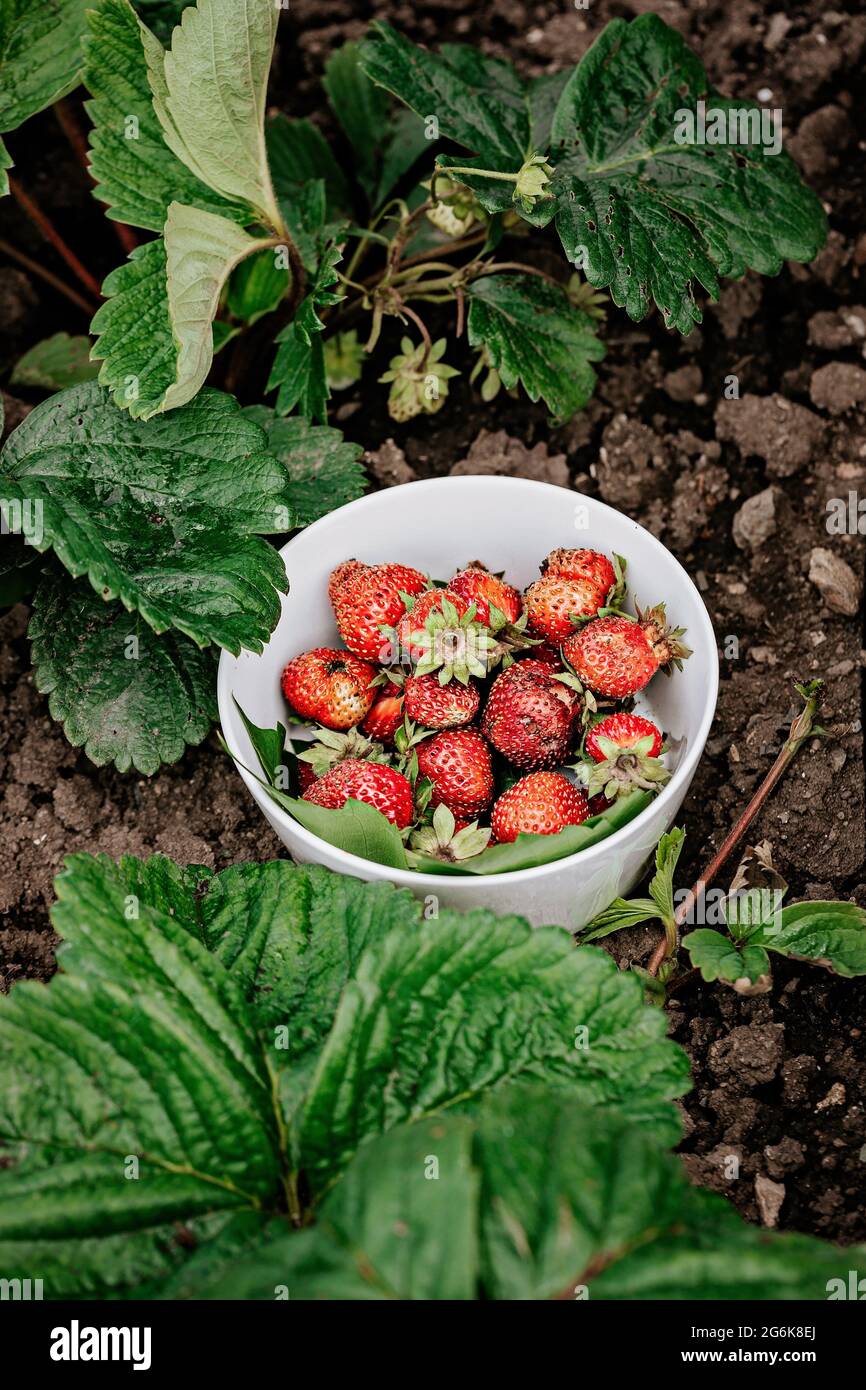 Süße, saftige, frische Erdbeeren in einer weißen Schüssel auf einem Hintergrund aus grünen Blättern. Bio-Lebensmittel für Landwirte. Saisonale antioxidative und entgiftende Nährstoffe. Diät Stockfoto