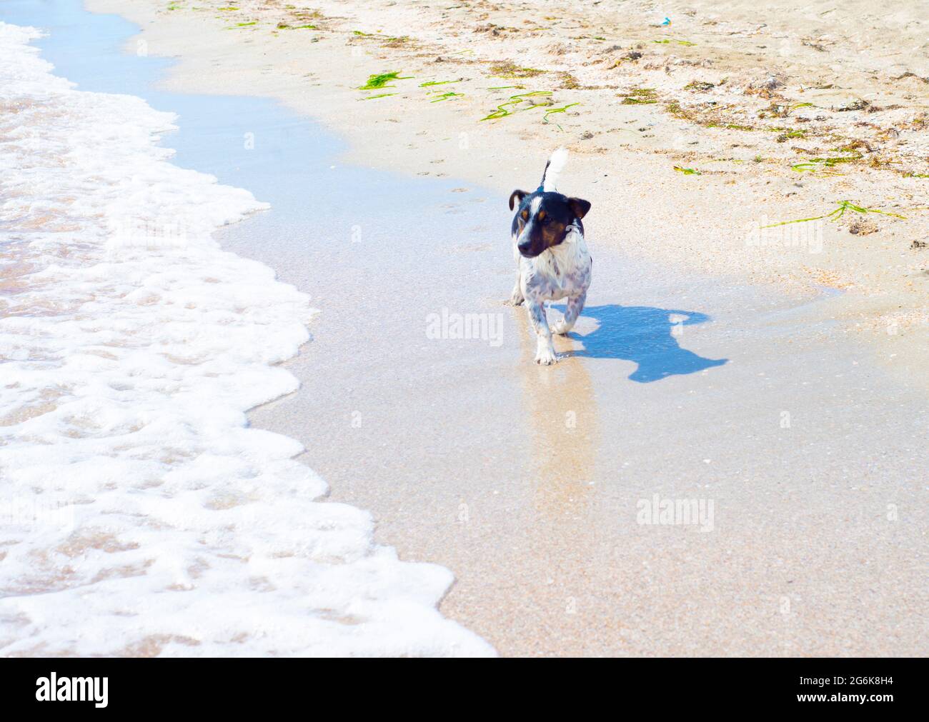 Der Hund läuft am Strand entlang. Terrier auf weißem Sand am Wasserrand. Bootsfahrten mit Haustieren. Stockfoto