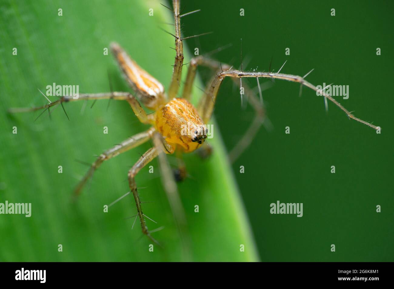 Nahaufnahme der männlichen gestreiften Luchsspinne, Oxyopes salticus, Satara Maharashtra Indien Stockfoto