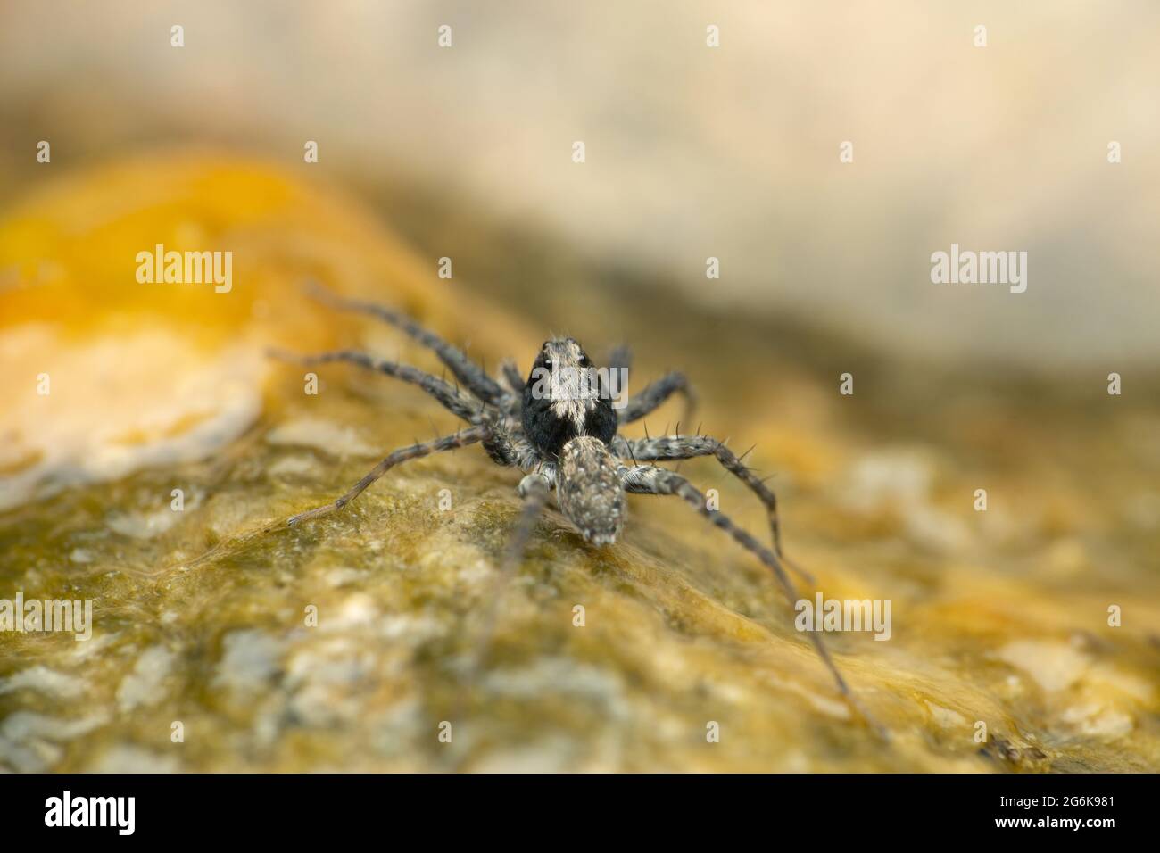 Dorsale Ansicht von Thin Legged Wolf Spider auf Algen, Pardosa-Arten, Satara Maharashtra Indien Stockfoto