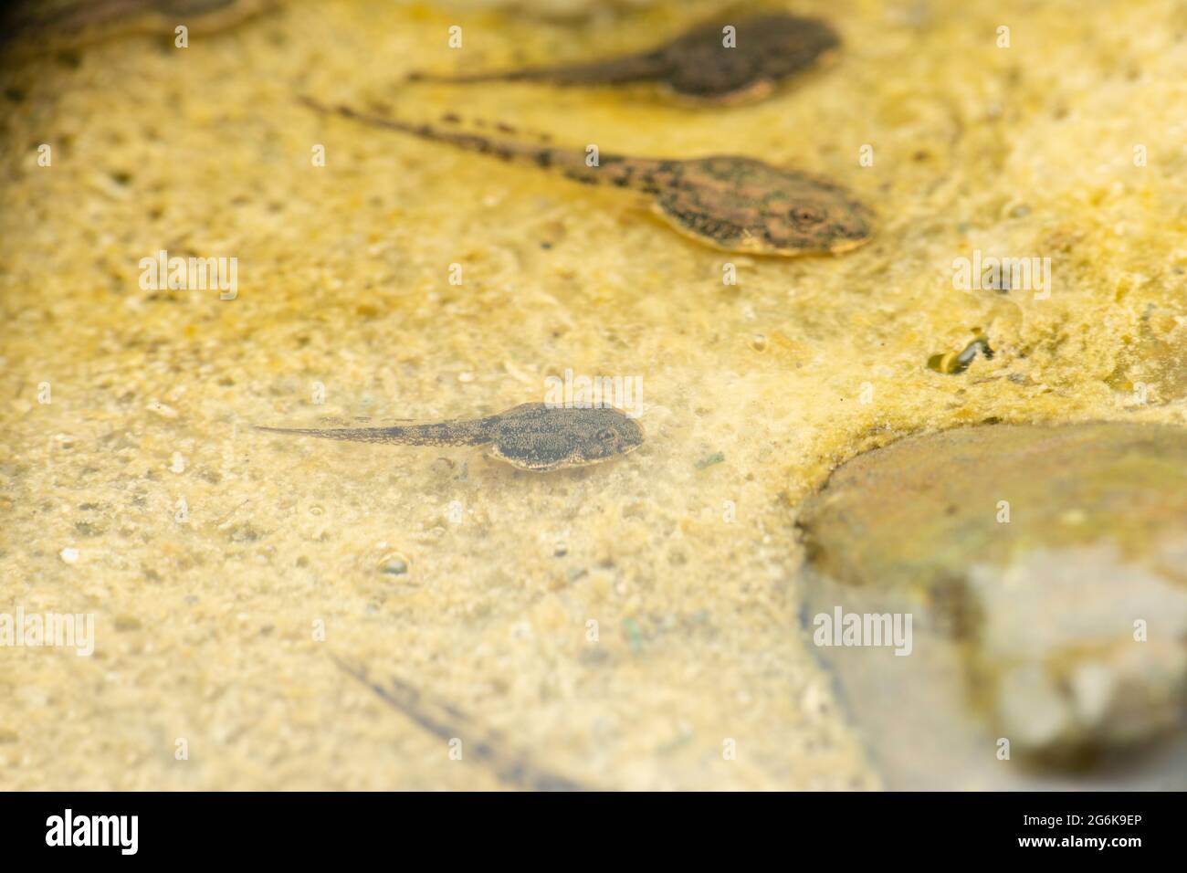 Tadpole von Sphaerotheca rolandae, Sri Lanka Bullfrog, Satara, Maharashtra, indien Stockfoto