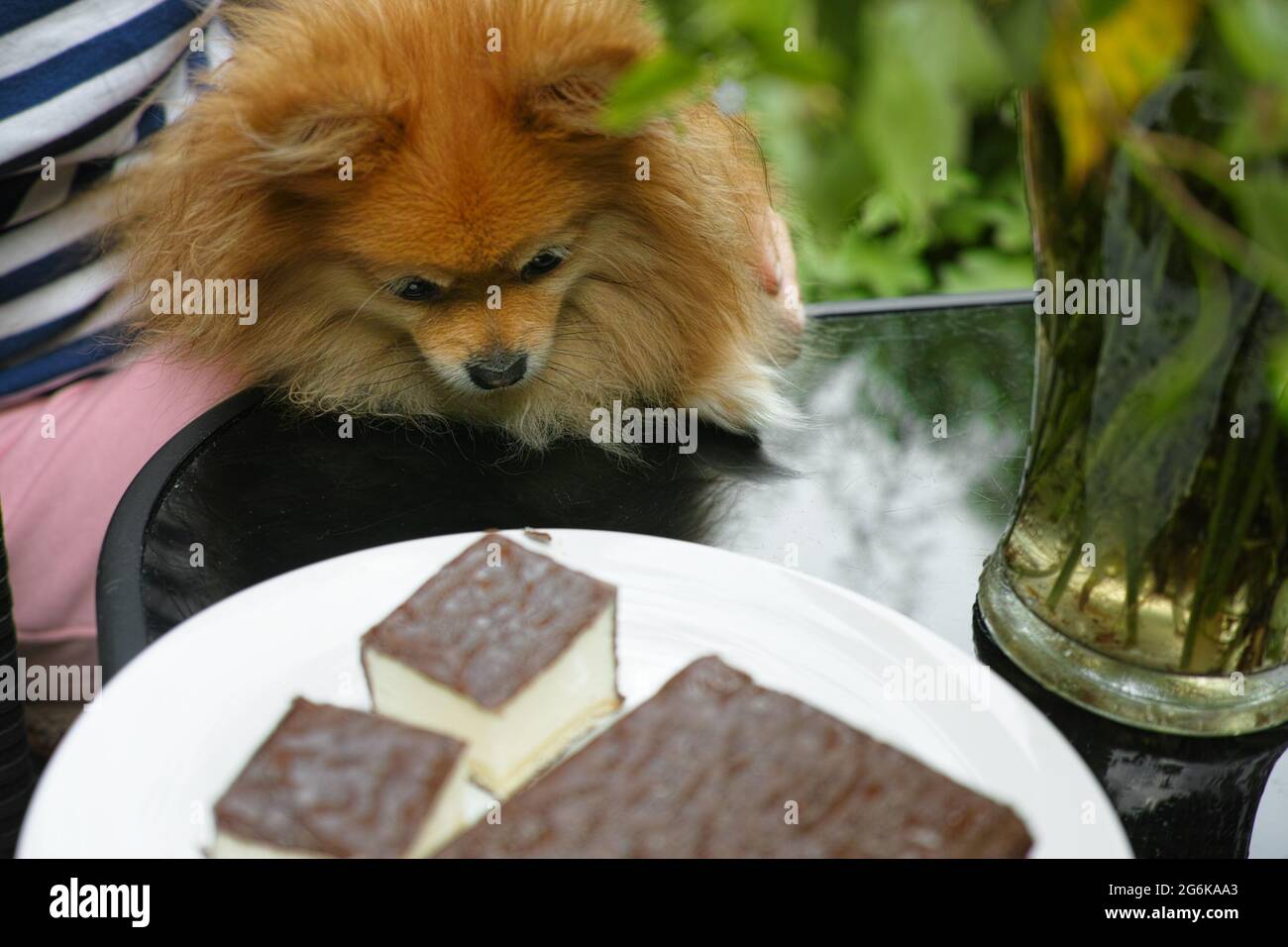 Ein kleiner Hund schaut auf den Teller mit Kuchen auf einem Tisch Stockfoto