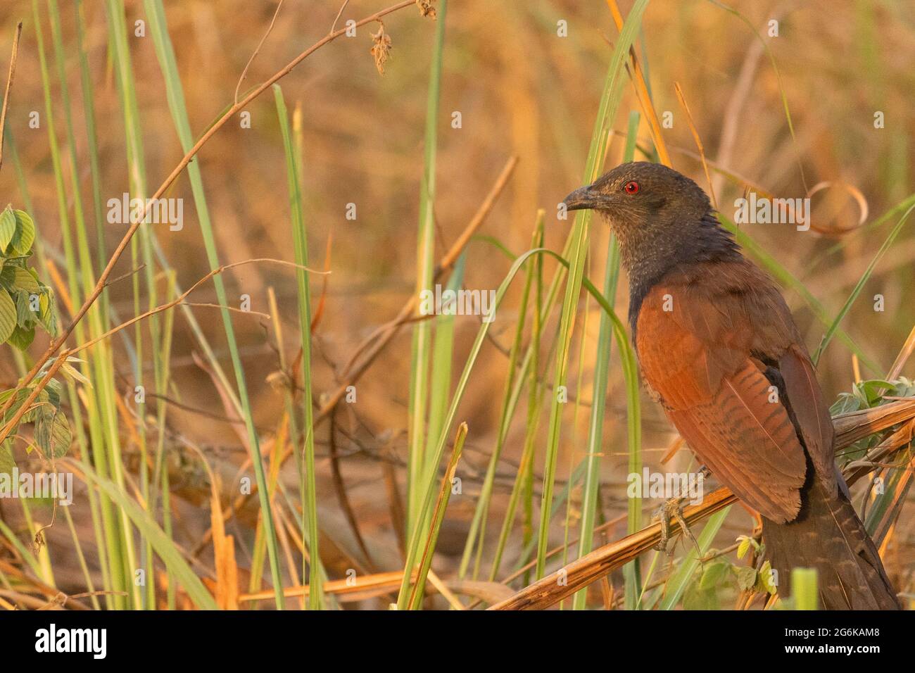 Der größere Kukkenfaasan oder Krähenfaasan ist ein großes nicht-parasitäres Mitglied der Kuckuckordnung der Vögel, der Cuculiformes, Centropus sinensis India. Stockfoto