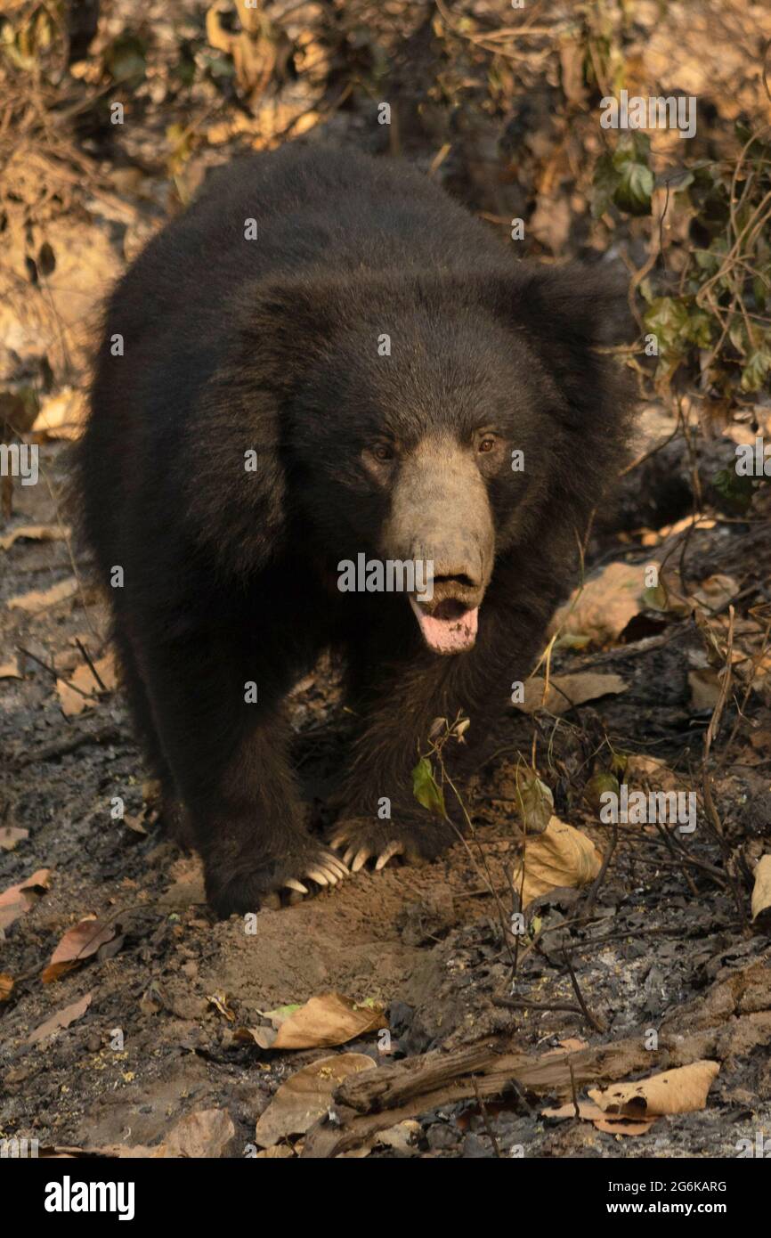 Der Sri-lankische Faultierbär Melursus ursinus inornatus wurde hauptsächlich in Tieflandwäldern auf der Insel Sri Lanka gefunden Stockfoto