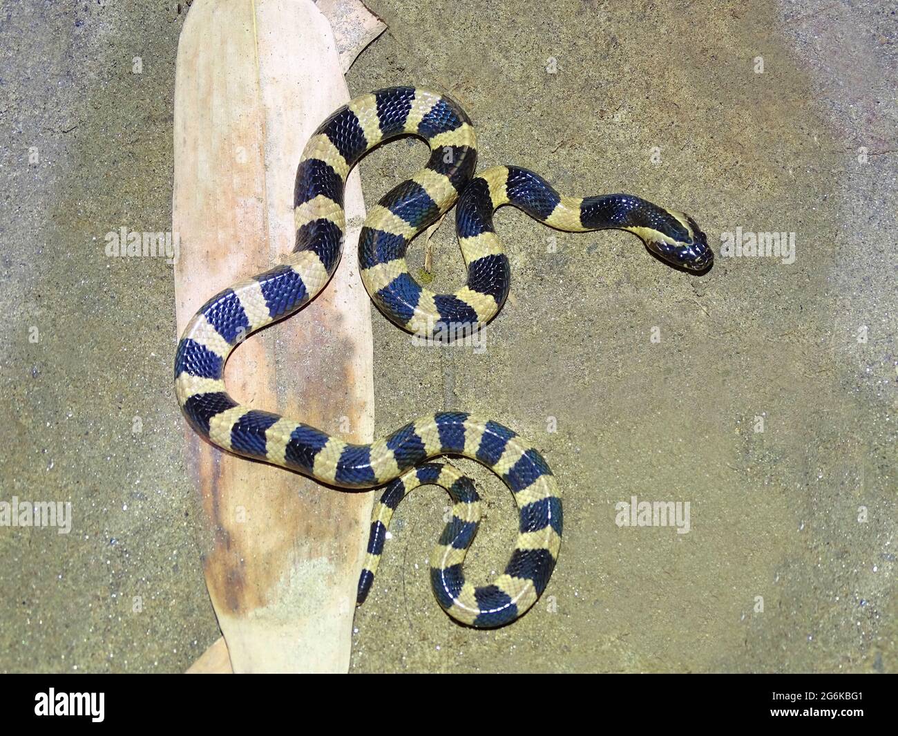 Gebänderter krait, Bungarus fasciatus, Assam, Indien. Es ist die größte Krait-Art mit einer maximalen Länge von bis zu 2.7 m Stockfoto