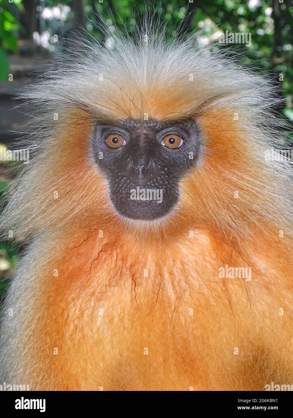 Gee's goldener Langur, Trachypithecus geei, Assam, Indien. Gefunden in einer kleinen Region des westlichen Assam, Indien und in den benachbarten Ausläufern der Schwarzen Stockfoto