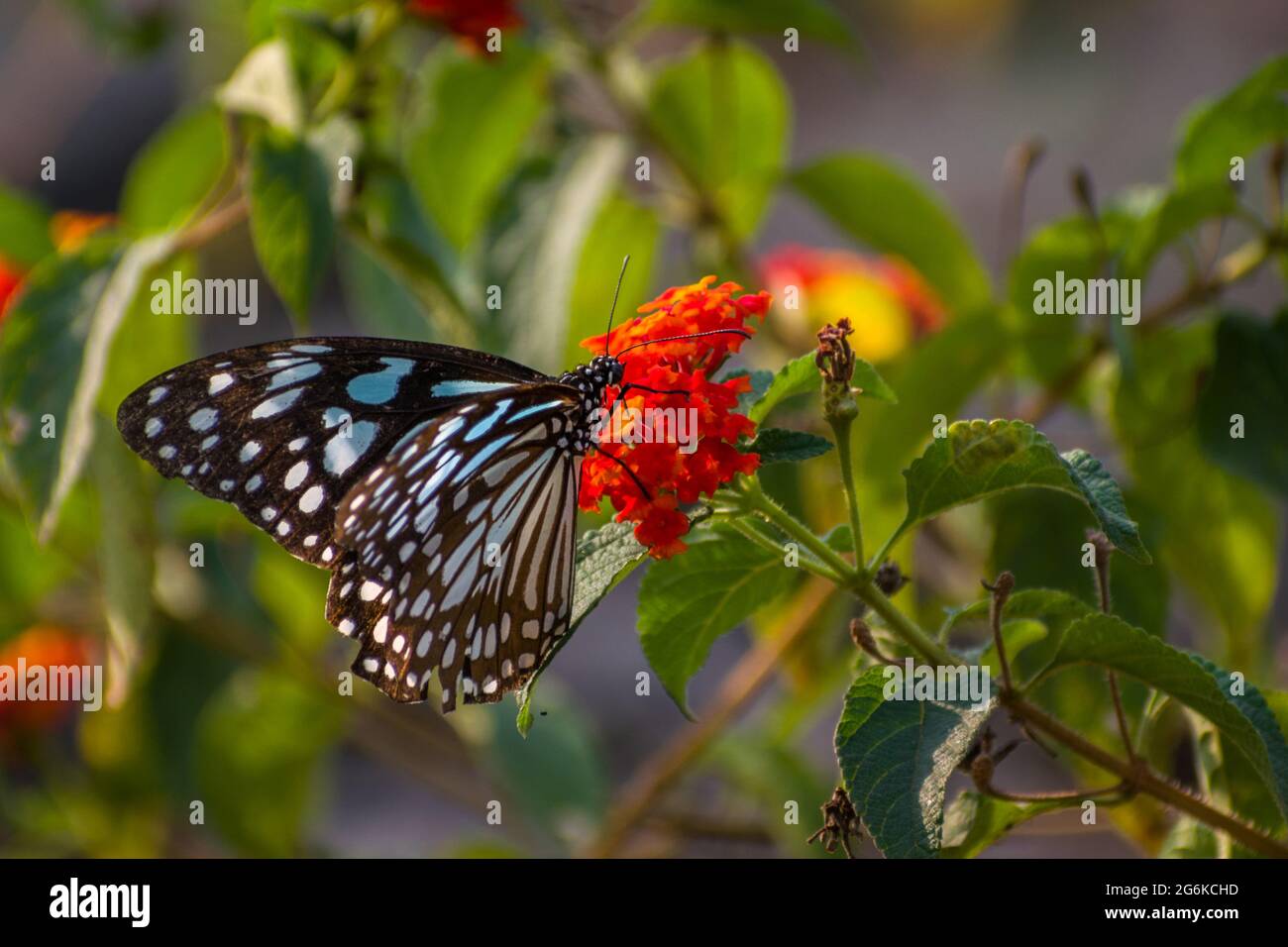 Ein wunderschöner Schmetterling des Blauen Tigers thront auf Blumen in einem Park in Mumbai, Indien Stockfoto