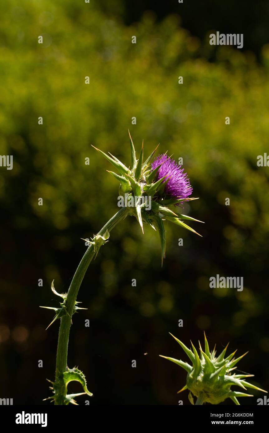 Variegated Artischocke, Degagnac, Lot Department, Frankreich Stockfoto