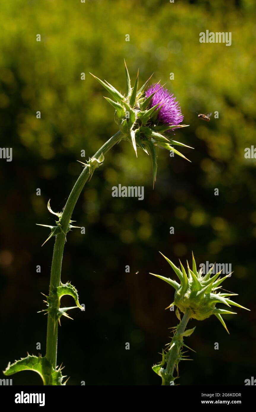 Variegated Artischocke, Degagnac, Lot Department, Frankreich Stockfoto