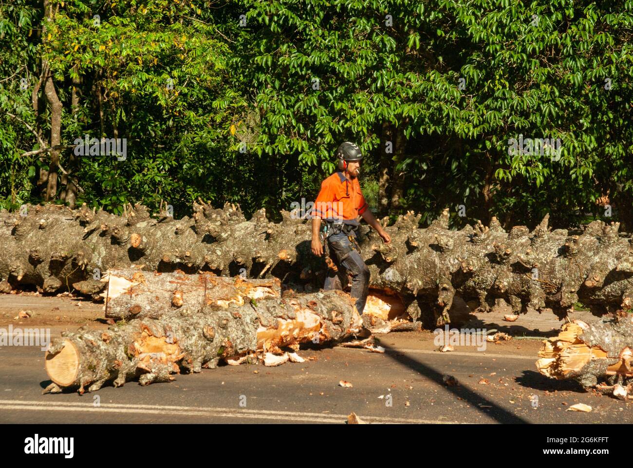 Bunya Pines, Araucaria bidwillii, wegen Krankheit und Fallgefahr entfernt. Malanda Queensland Australien. Stockfoto