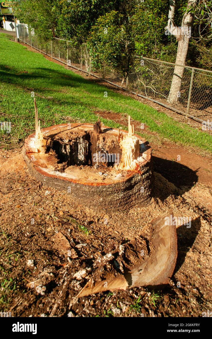 Bunya Pines, Araucaria bidwillii, wegen Krankheit und Fallgefahr entfernt. Malanda Queensland Australien. Stockfoto