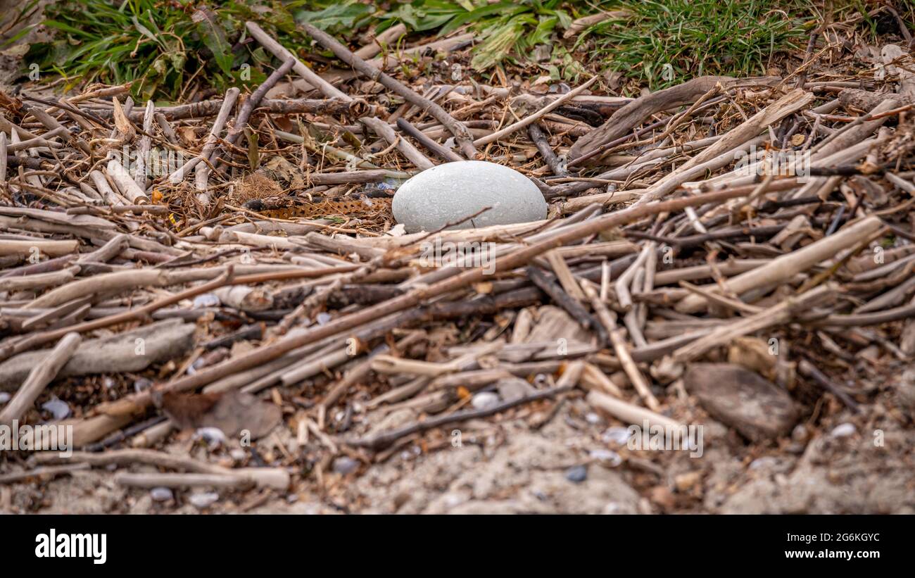 Nahaufnahme des Schwaneneier in natürlicher Umgebung.ein Ei des stummen Schwans im Nest im Frühjahr. Cygnus olor. Schönheit in der Natur. Lausanne, Schweiz. Stockfoto