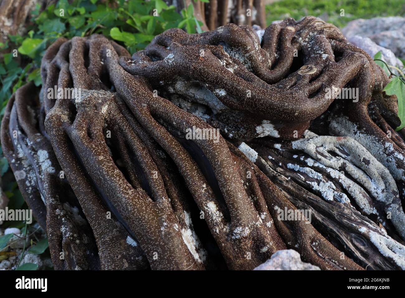 Wurzeln des großen Baumes. Divi Divi Holz. Stockfoto