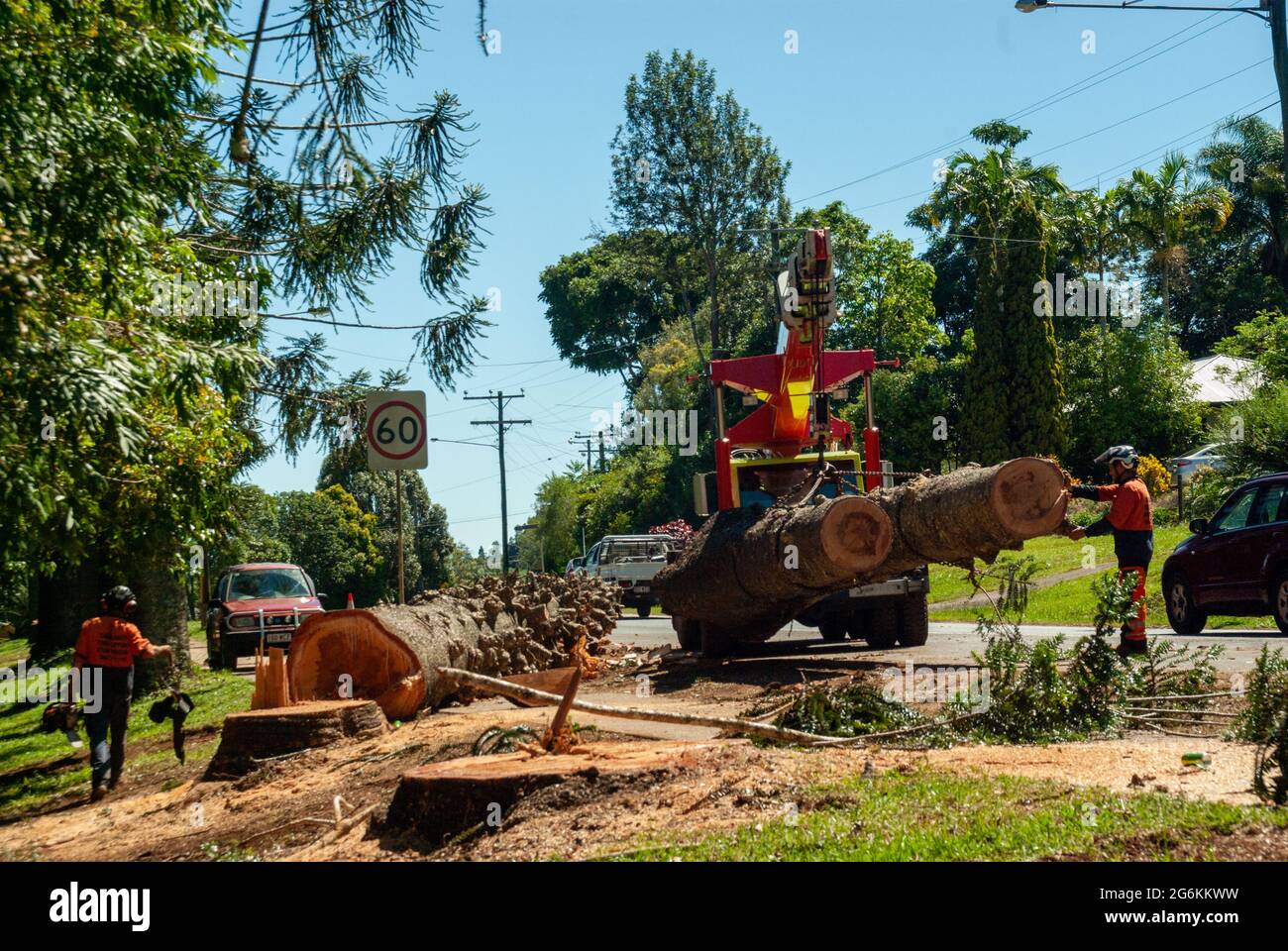 Bunya Pines, Araucaria bidwillii, wegen Krankheit und Fallgefahr entfernt. Malanda Queensland Australien. Kran bewegt Protokolle. Stockfoto