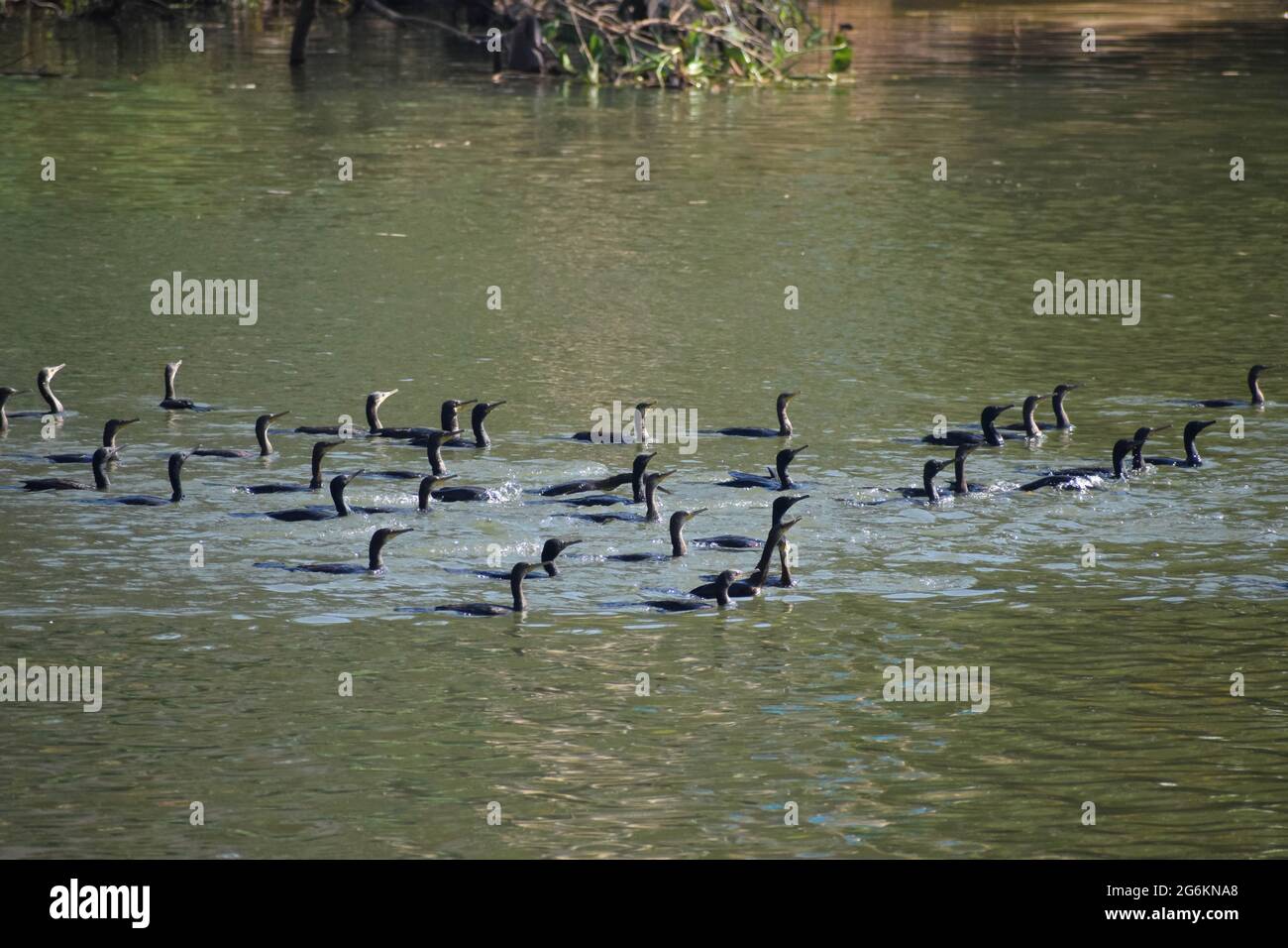 Schwarm kleiner Kormoran. Stockfoto