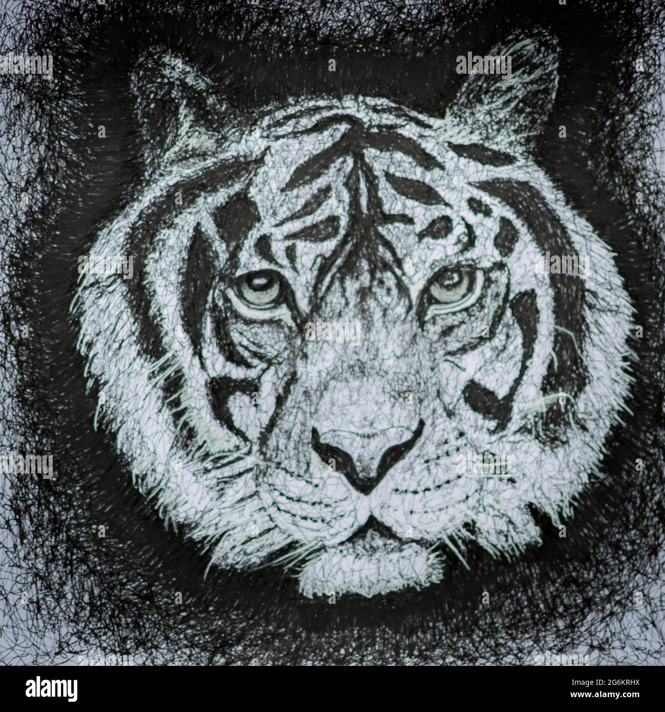 Porträt des Tigers Stockfoto