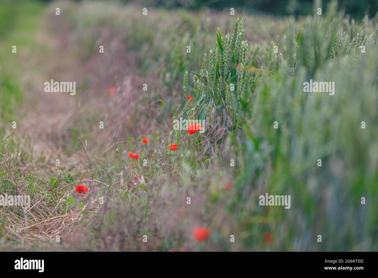 Rote Mohnblumen am Rande eines Weizenfeldes, Juli, Großbritannien Stockfoto