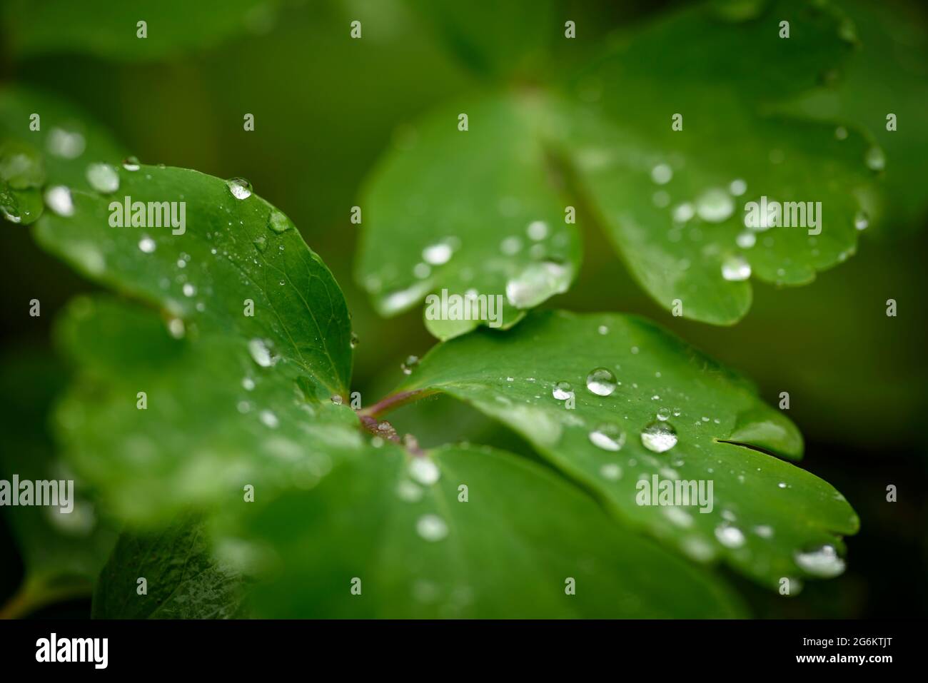 Hoja hojas blatt Fotos und Bildmaterial in hoher Auflösung Alamy