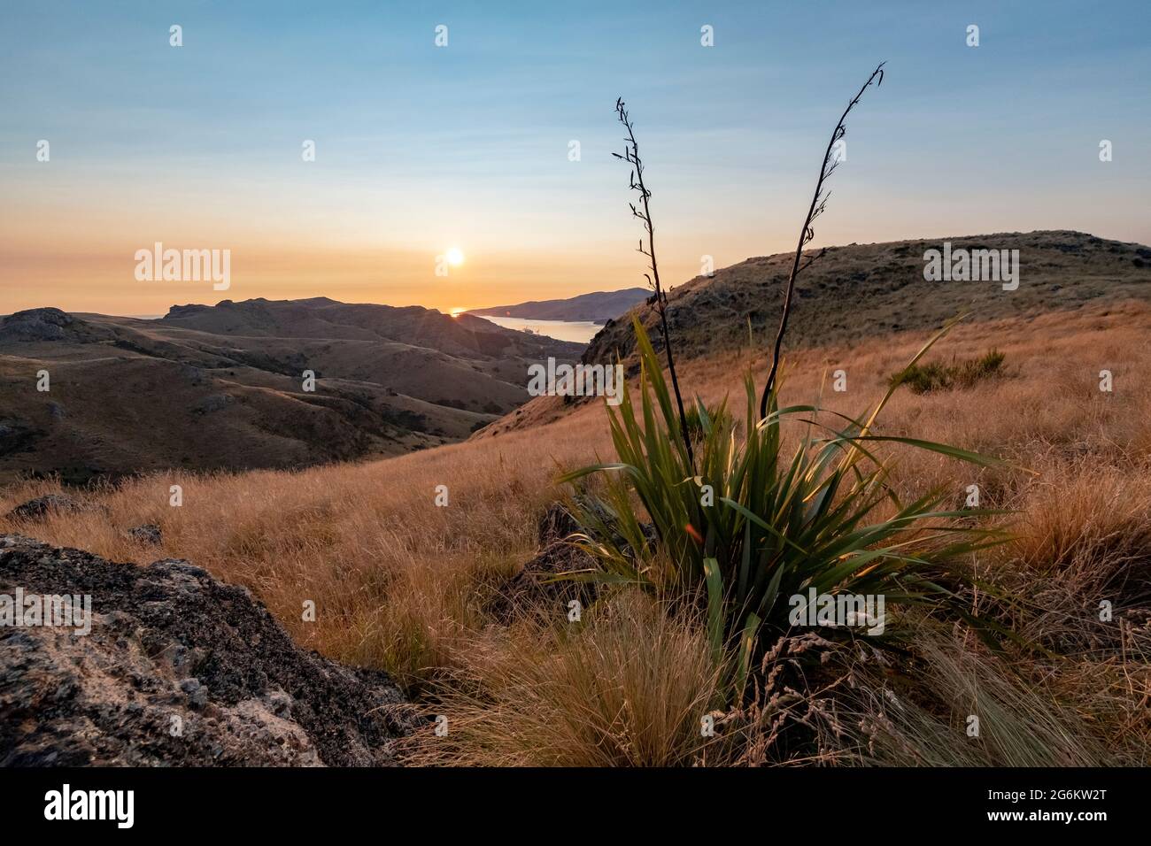 Harakeke (NZ Flax) bei Sonnenaufgang über Porthills, Christchurch, Aotearoa, Neuseeland. Die Port Hills sind ein 12 Millionen Jahre altes Überbleibsel des Lyttelto Stockfoto