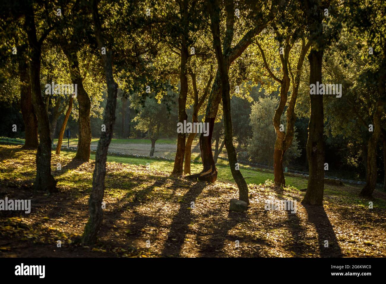 Holm Eichenwald mit Sonnenstrahlen im Hintergrund auf der Ebene des Erholungsgebiets Corredor (Maresme, Barcelona, Katalonien, Spanien) Stockfoto