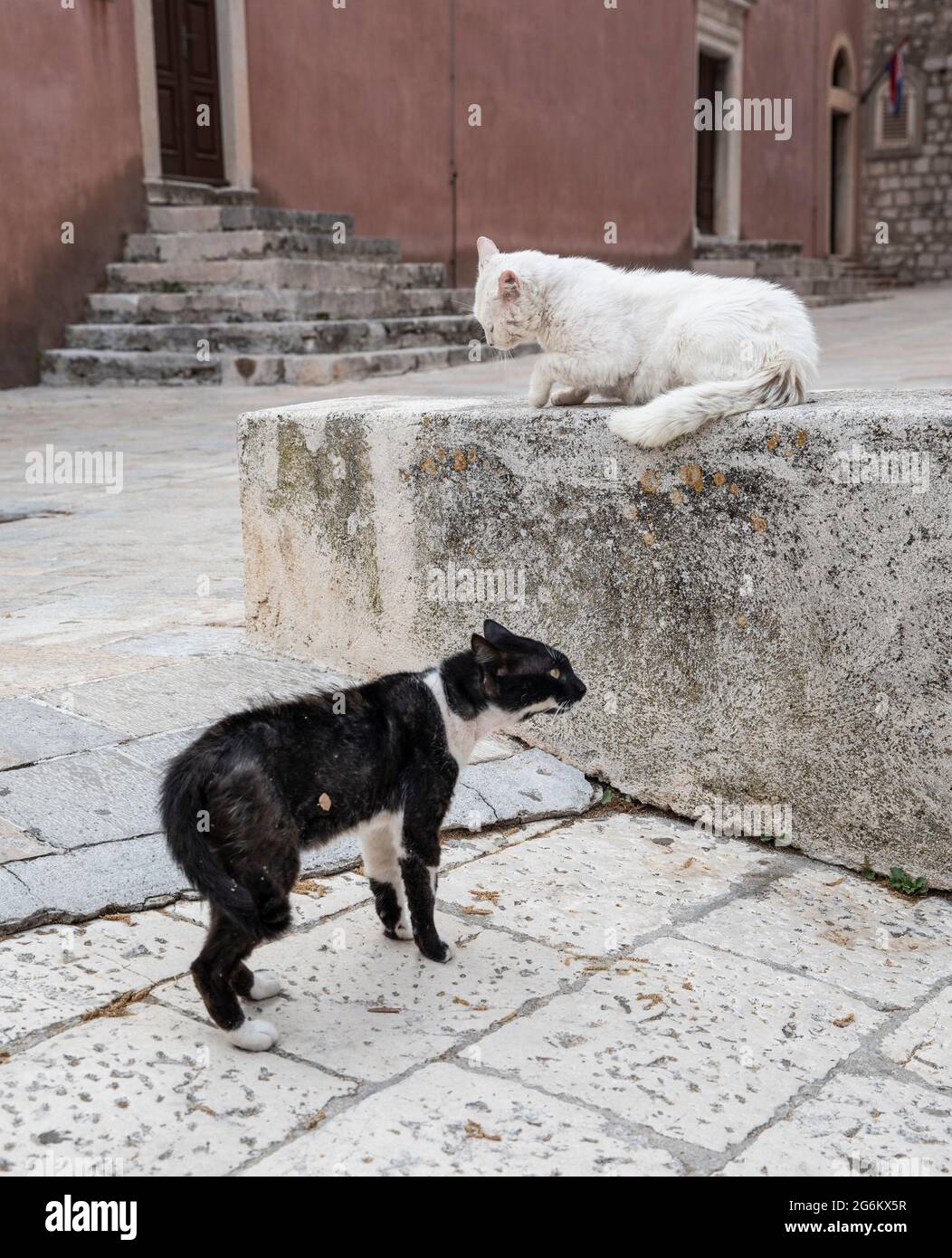 WTO-Katzen kämpfen auf der Straße Stockfoto