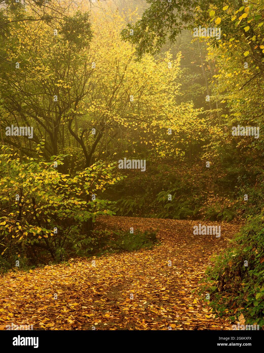 Montnegre Wälder in der Nähe von Santa Maria de Montnegre, im Herbst (Barcelona, Katalonien, Spanien) ESP: Bosques de la Umbría del Montnegre (Cataluña, España) Stockfoto