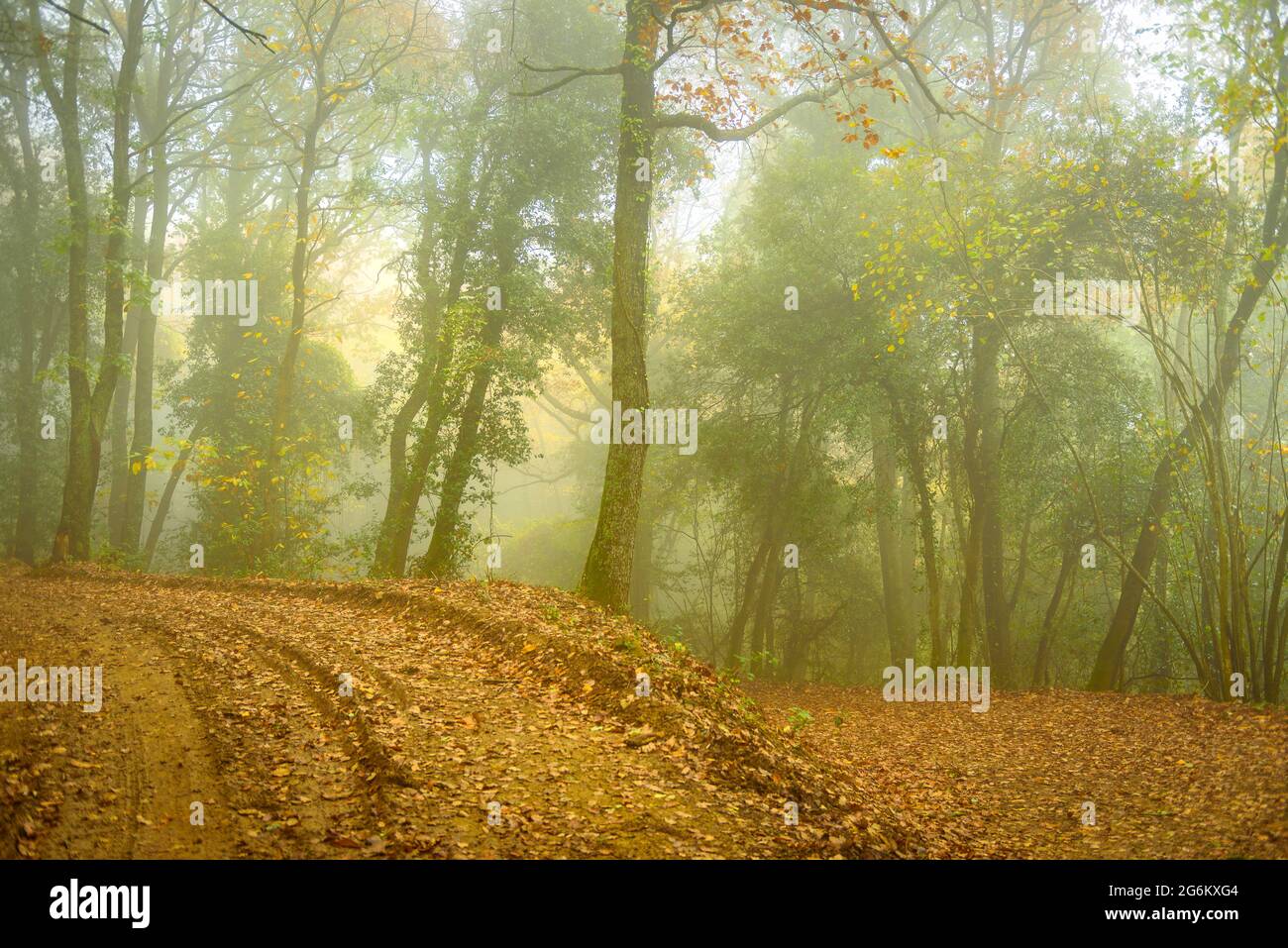 Montnegre Wälder in der Nähe von Santa Maria de Montnegre, im Herbst (Barcelona, Katalonien, Spanien) ESP: Bosques de la Umbría del Montnegre (Cataluña, España) Stockfoto