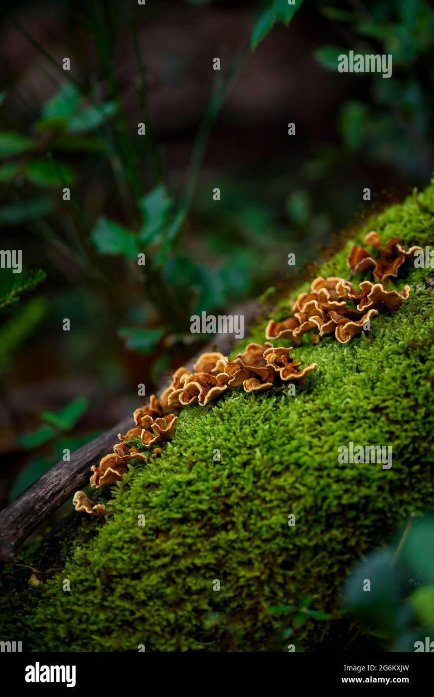 Pilze auf einem Stamm mit Moos im Montnegre-Massiv (Vallès Oriental, Barcelona, Katalonien, Spanien) ESP: Alle de setas en un tronco con musgo Stockfoto
