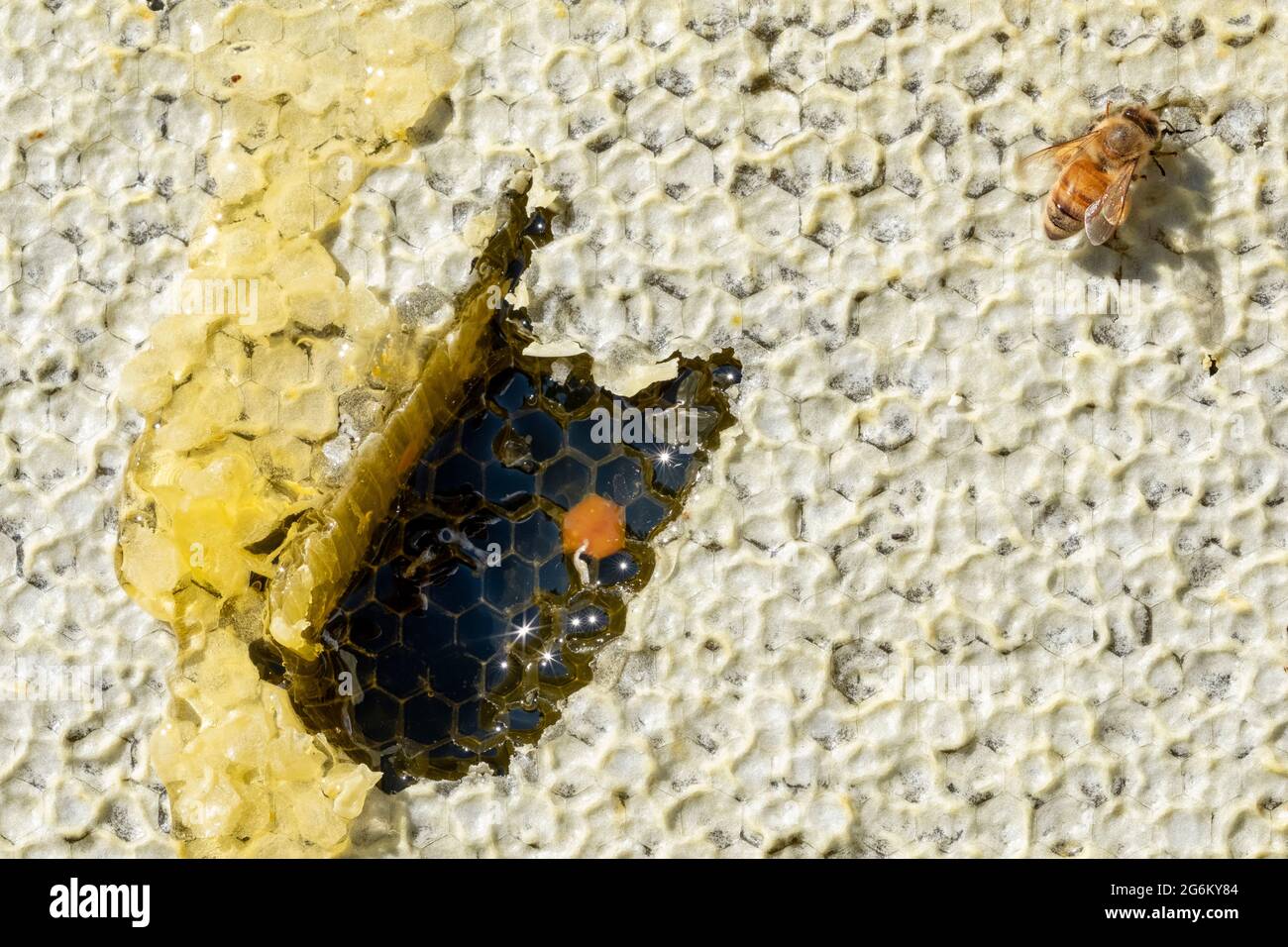 Eine Honigbiene auf einem Wabenrahmen auf einem Bienenhaus in Canterbury in der Nähe der südlichen Alpen der Südinsel. Bild von Bradley White Stockfoto