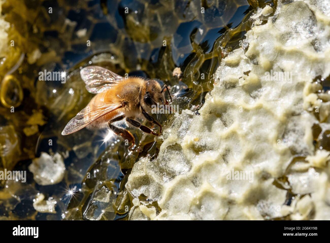 Eine Honigbiene auf einem Wabenrahmen auf einem Bienenhaus in Canterbury in der Nähe der südlichen Alpen der Südinsel. Bild von Bradley White Stockfoto