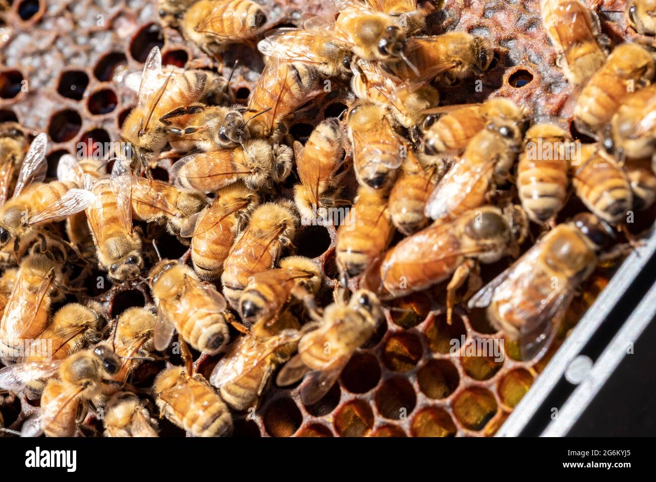 Bienen bedecken einen Rahmen aus Honigkamm in einem Bienenhaus in Canterbury in der Nähe der südlichen Alpen der Südinsel. Bild von Bradley White Stockfoto