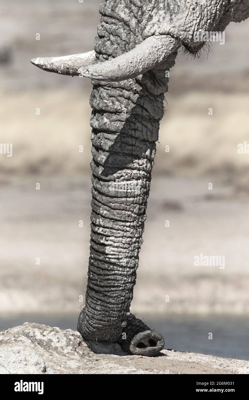 Afrikanischer Elefant (Loxodonta Africana) Profilansicht seines Rüssels, Stoßzähne vor verschwommenem Hintergrund. Etosha-Nationalpark, Namibia Stockfoto