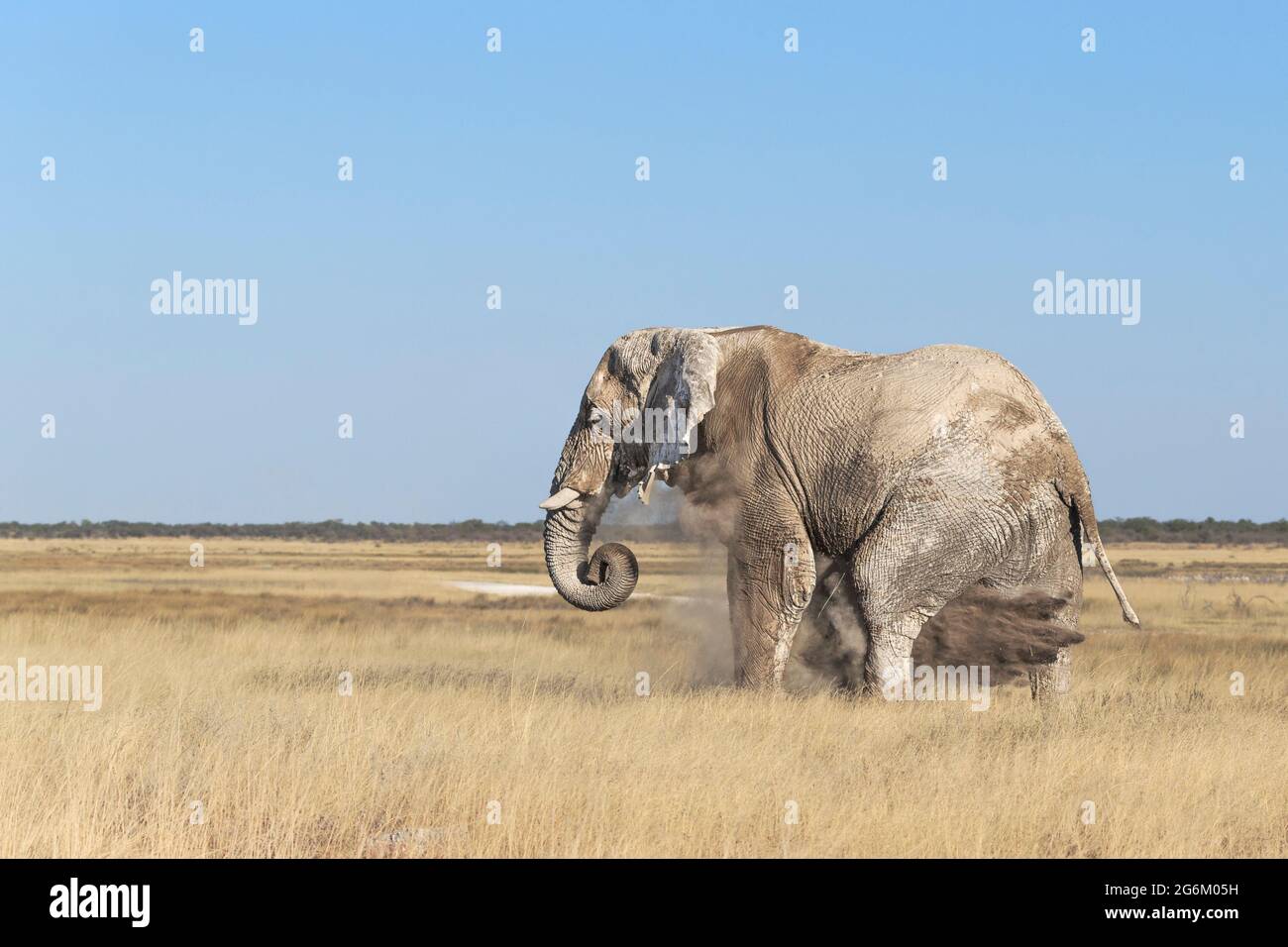 Der afrikanische Elefantenbulle Loxodonta Africana stäubt seinen Körper. Etosha Nationalpark, Namibia, Afrika Stockfoto