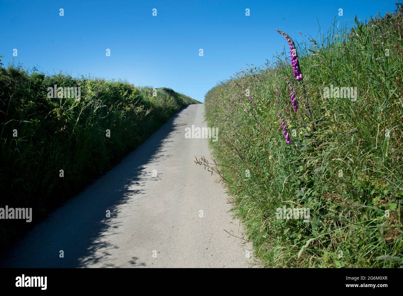 Dale, Pembrokeshire, Wales. Wilde Füchshandschuhe, die in einer Hecke auf einer Landstraße wachsen. Stockfoto