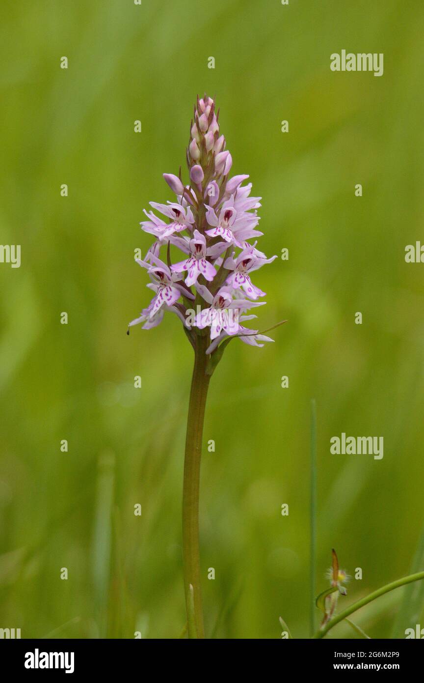 Gewöhnliche Gepunktete Orchidee. Stockfoto