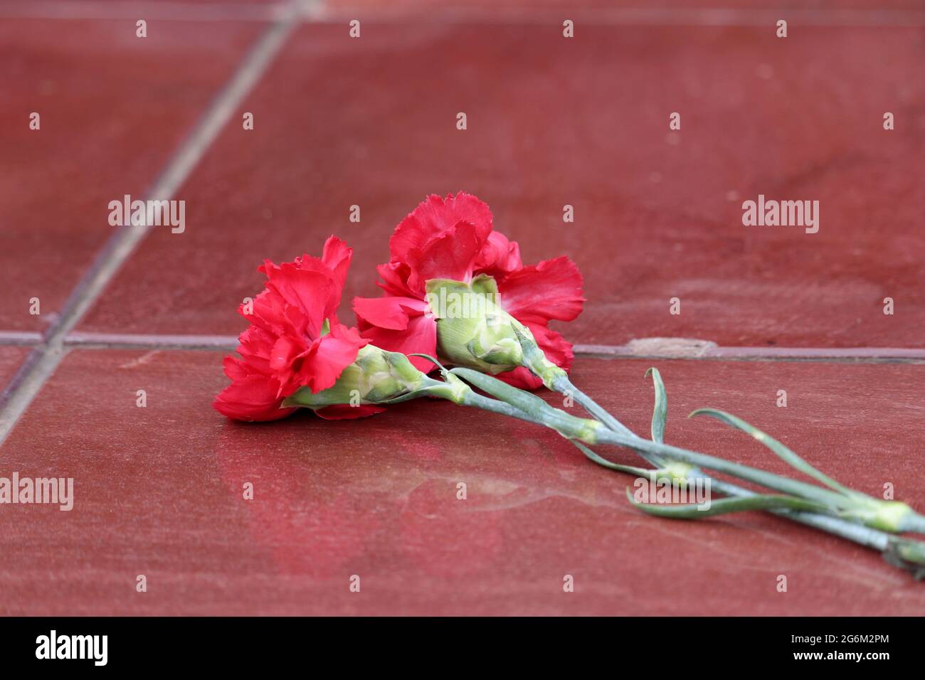 Zwei rote Nelken auf einer Steinplatte. Blumen auf einem Grabmal Stockfoto