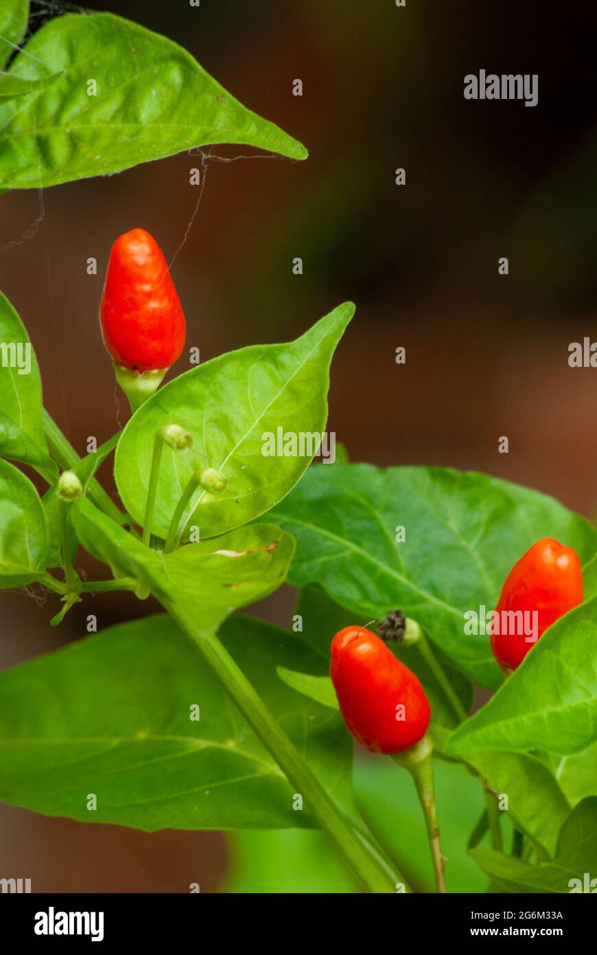 Bird's Eye Chili auf Busch. Capsicum annuum Stockfoto