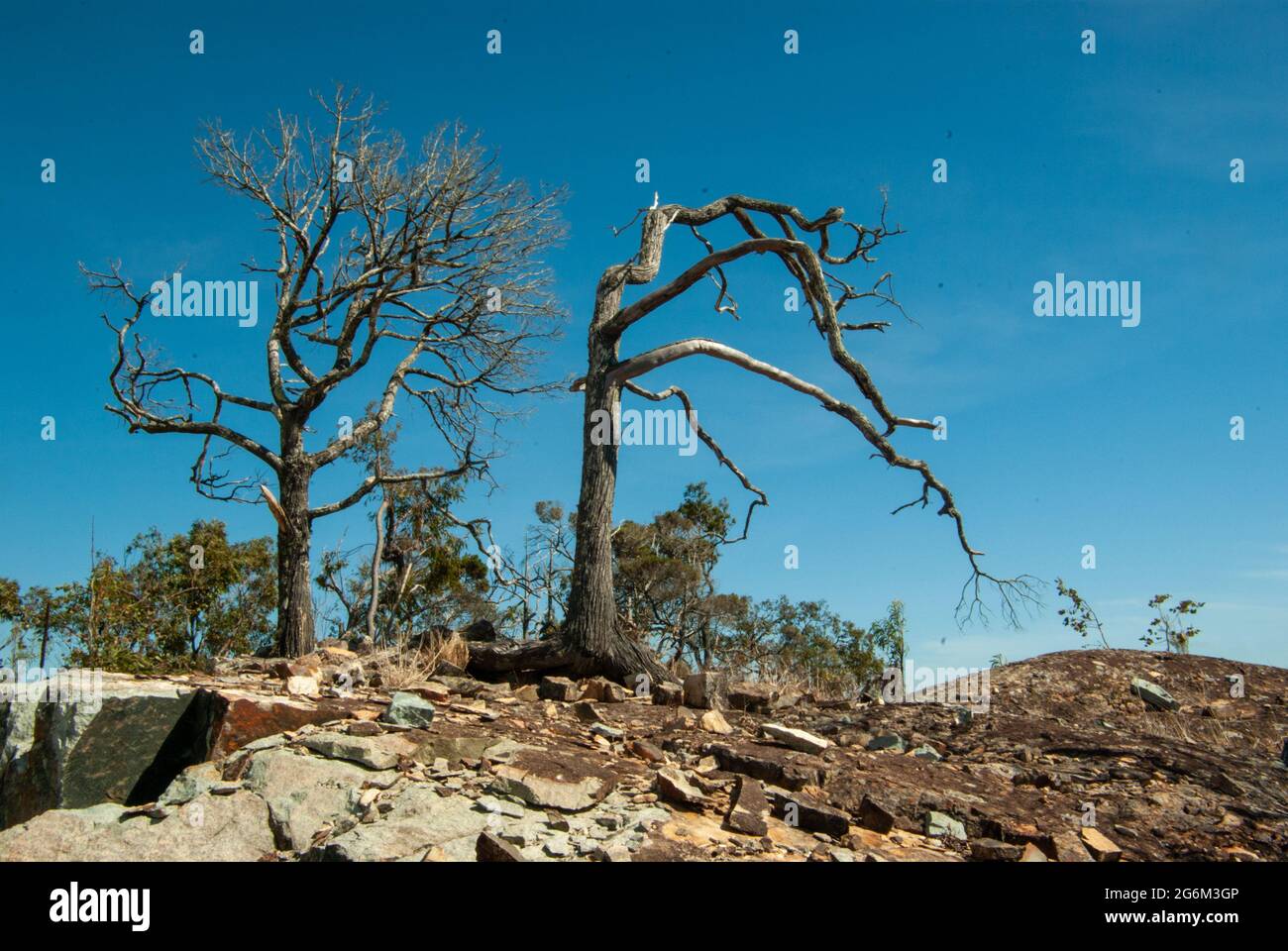 Windgepeitschte Knarrte Bäume, Mt Emerald, Queensland Australien. Stockfoto
